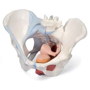 Part Female Pelvis with Ligaments Midsagitally Sectioned Through 