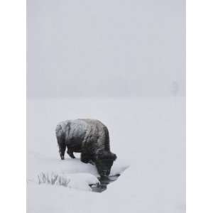  A American Bison Finds a Spot for a Drink in the Middle of 