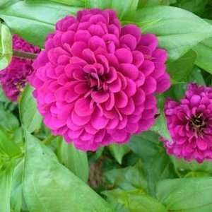  Benarys Giant Purple Zinnia Seed Pack Patio, Lawn 