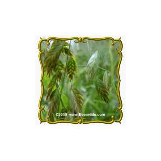  1 Lb River Oats (Uniola latifolia) Bulk Seeds: Patio, Lawn 
