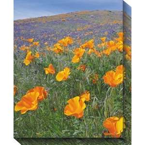 West Of The Wind OU 33510 California Poppies no.1   All Weather 