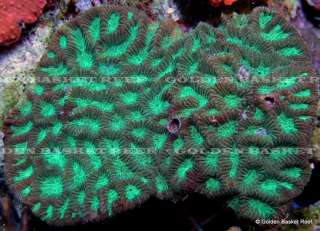 ADDED DAILY 20+ NEW WYSIWYG CORALS W/ SIZE FOR IMMEDIATE ENJOYMENT 