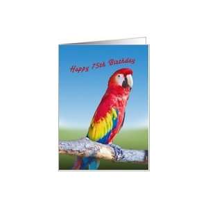  Birthday, 75th, Macaw Parrot Card: Toys & Games