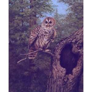   Gromme   Evening Stillness   Barred Owl Artists Proof: Home & Kitchen
