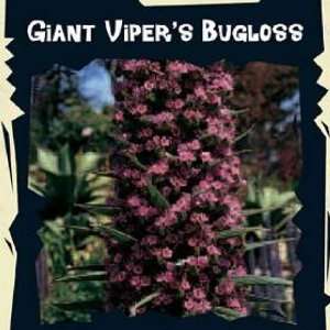  Thompson & Morgan 6227 Exotic Giant Vipers Bug Seed 