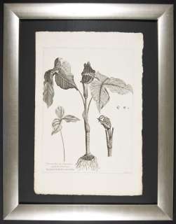 Dodart & Robert 1719 Framed Botanical Arum, Dracunculus  