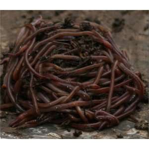  Red Wiggler Composting Worms 5lb Pack