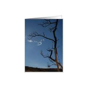  Dead tree silhouette with blue sky and wispy clouds Card 