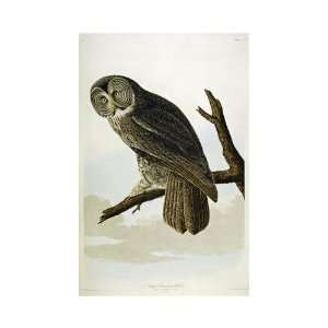  John Woodhouse Audubon   Great Cinereous Owl Giclee