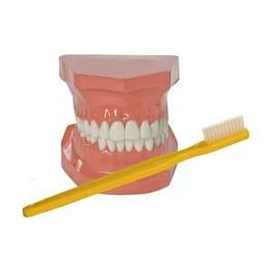  NEW Dental Model & Giant Toothbrush Set by StarSmilez 