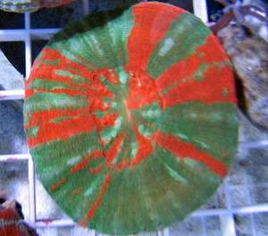 WYSIWYG Green Warpaint Scolymia Coral Australian  