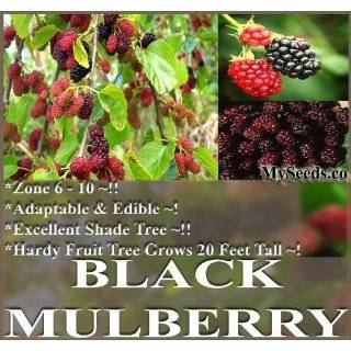 oz (4,000+) Black Mulberry Fruit Tree Seeds Morus nigra A++ SHADE 