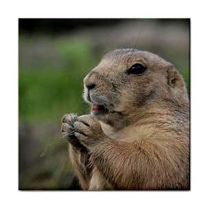    Prairie Dog Ceramic Tile Coaster Great Gift Idea: Office Products