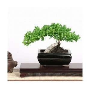 BONSAI TRAINED MED JUNIPER BONSAI Grocery & Gourmet Food