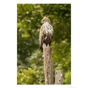  Changeable Crested Hawk Eagle, Eagle Perched on Top of 