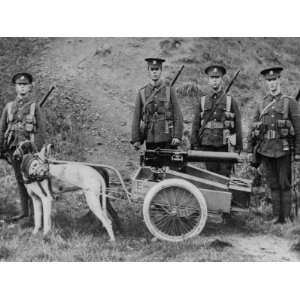 Two Dogs Employed by the Welch Fusiliers to Haul a Machine Gun and Its 