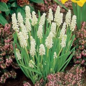    Album White Muscari   15 Bulbs   Grape Hyacinth