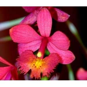 Joseph Lii Epidendrum Starter Orchid Plant   SALE*