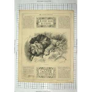  African Lion Wild Animal Cat Brittan Antique Print: Home 