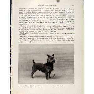  Australian Terrier Fine Pet Dog Hound Animal Old Print 