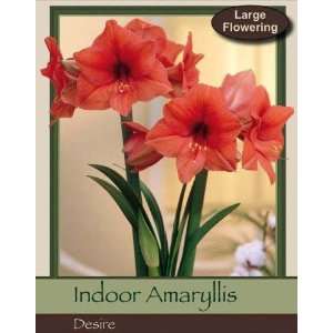  Desire Single Amaryllis Bulb Patio, Lawn & Garden
