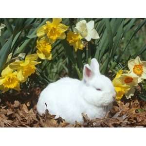 Baby Netherland Dwarf Rabbit, Amongst Daffodils, USA Photographic 