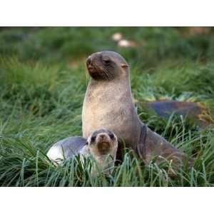 Fur Seal and its Pup Resting in Tussock Grass Stretched 