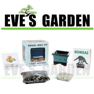  Eves Garden Gifts Bonsai Seed Kit   Fruit Bearing   Kiwi 