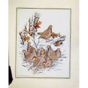 Birds Animal Nature Old Print C1967 Colored Fine Art: Home 