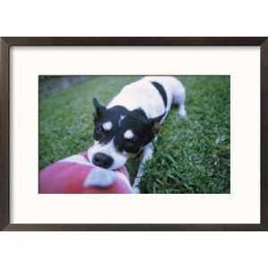  A Jack Russell Terrier Plays with a Stuffed Toy Framed 