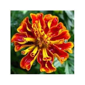  Fiesta Ole Marigold Flower Seed Pack CLEARANCE: Patio 
