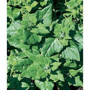  Spinach, New Zealand 1 Pkt. (60 seeds) Patio, Lawn 