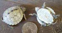 MAP TURTLE Hatchling Taxidermy Mount Turtle Shell USA  