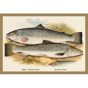  Short Headed Salmon and Silvery Salmon   Paper Poster (18 