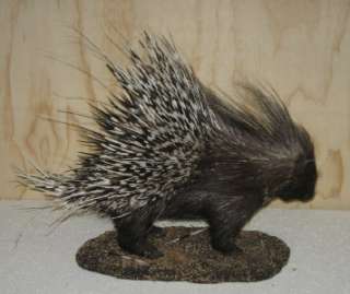 AFRICAN PORCUPINE FULL MOUNT   SPECTACULAR   NEW   #P9  
