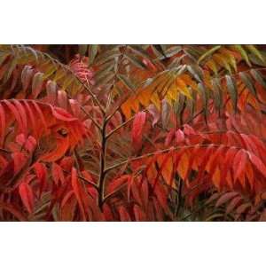  Robert Bateman   Cardinal and Sumac Artists Proof