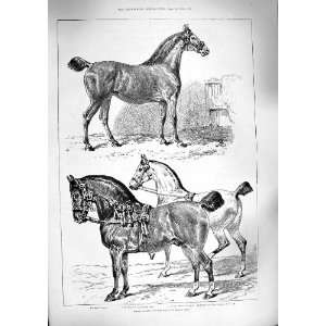   1888 HACKNEY HORSE SHOW PRIMROSE REALITY TIP TOP SHOT: Home & Kitchen