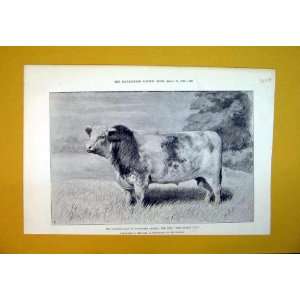  1892 Queen Sale Pure Bred Cattle Bull Earl Feversham