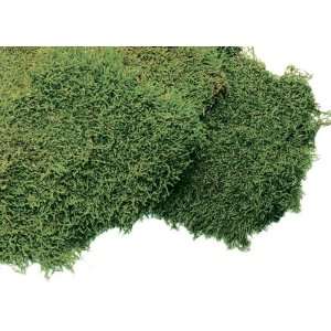  Super Moss 21552 Preserved Sheet Moss, Natural Green, 8 