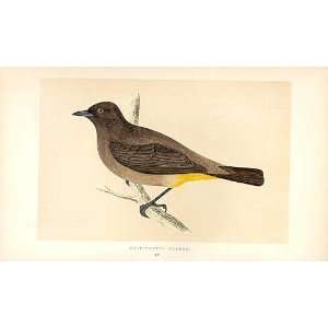  Gold Vented Thrush British Birds 1St Ed Morris 1851