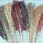 corn, BROOM CORN, mixed colors, 70 seeds! GroCo  