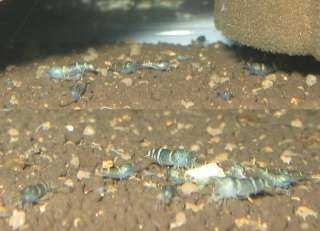 10 LIVE Blue BEE shrimp Paracaridina sp.  
