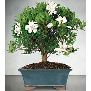 Blossoming Abundance Gardenia Bonsai: Grocery & Gourmet Food