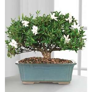 Blossoming Abundance Gardenia Bonsai   12H:  Grocery 