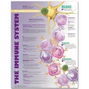 The Human Immune System Chart:  Industrial & Scientific