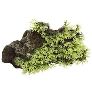   Rock & Plants   Small (Quantity of 3)