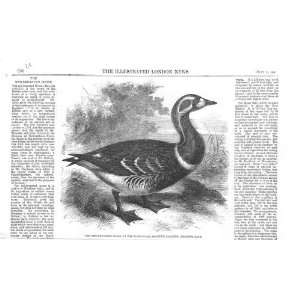  Red Breast Goose Regents Park Zoo 1858: Home & Kitchen