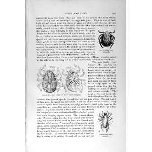  NATURAL HISTORY 1896 SHEEP TICK CHEESE MITE ITCH MITE 