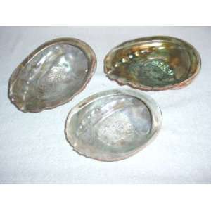  Lot of 3 Abalone Shells 