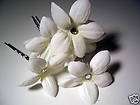 stephanotis  